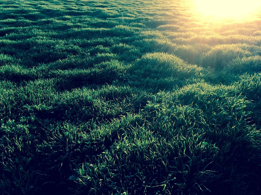 grass, sunset, texture, nature, backgrounds, summer, outdoors HD wallpaper