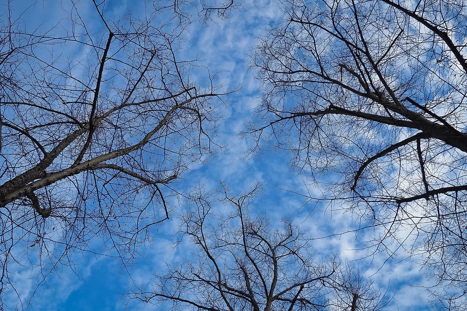 trees, winter, forest, nature, landscape, mood, clouds, sky HD wallpaper