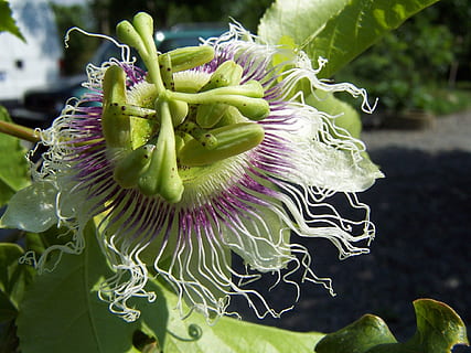 passiflora, edulis, creeper, flower, fruit, stamens, corona HD wallpaper