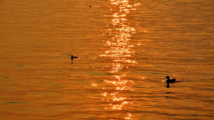 duck, lake, sunset, reflection, bird, water, animals in the wild HD wallpaper