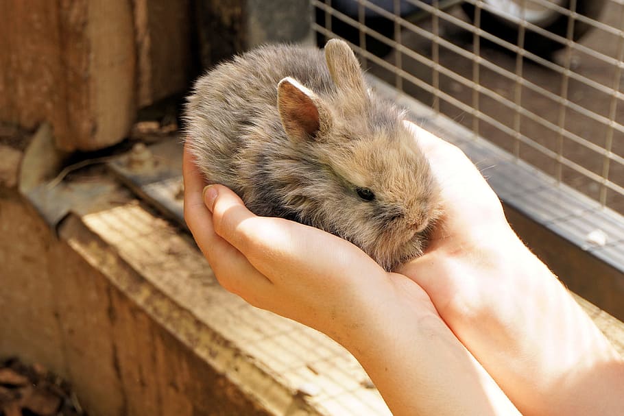 person holding beige rabbit near cage, hare, pet, cute, animal, HD wallpaper