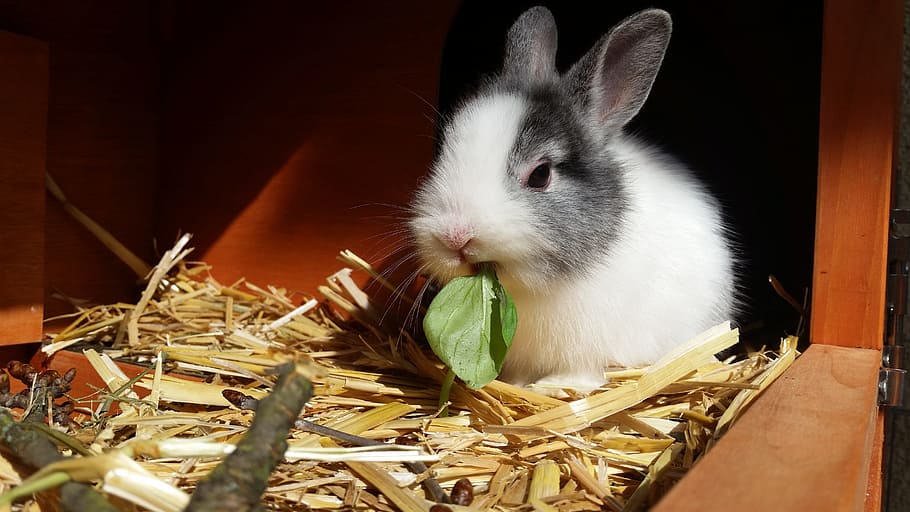 white and gray rabbit eats green leaf, dwarf rabbit, color dwarf HD wallpaper