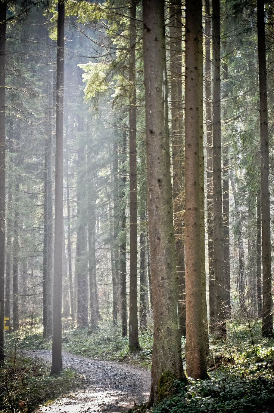 forest, sun, green, nature, tree, branch, landscape, sunbeam HD wallpaper