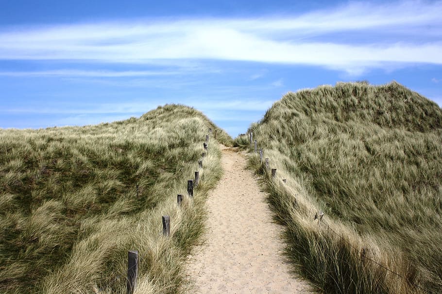 sylt, germany, grass, sky, north sea, landscape, holiday, nature HD wallpaper