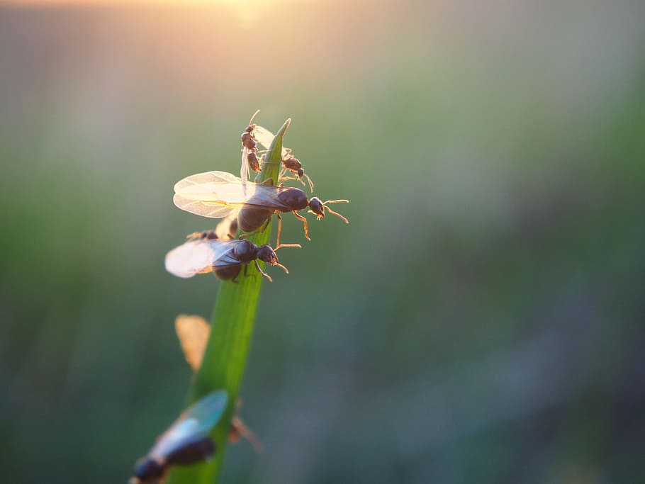 ant, flying ant, ants, insect, nature, close, garden, ant population HD wallpaper