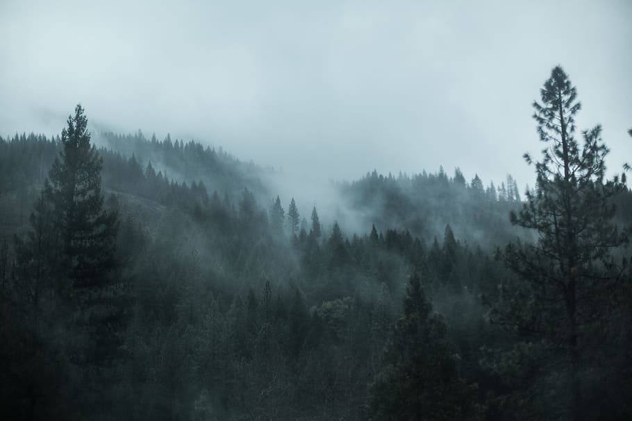 trees, plants, nature, forest, green, sky, clouds, fogs, cold HD wallpaper