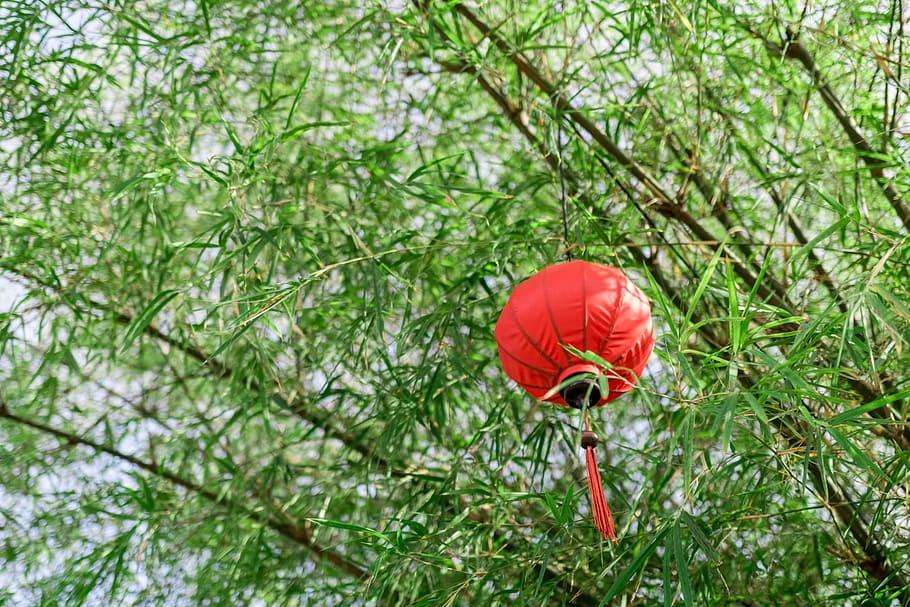 Bamboo, Lantern, Green, Sky, East, Lamp, asia, calm, nature HD wallpaper