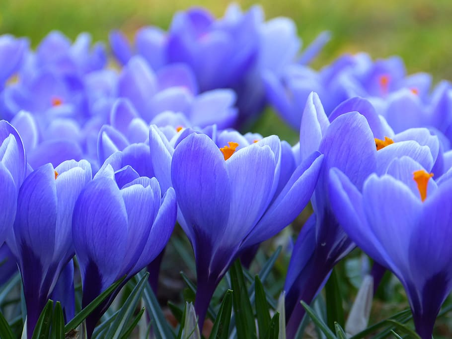 tilt shift lens photography of purple flowers, crocus, blossom HD wallpaper