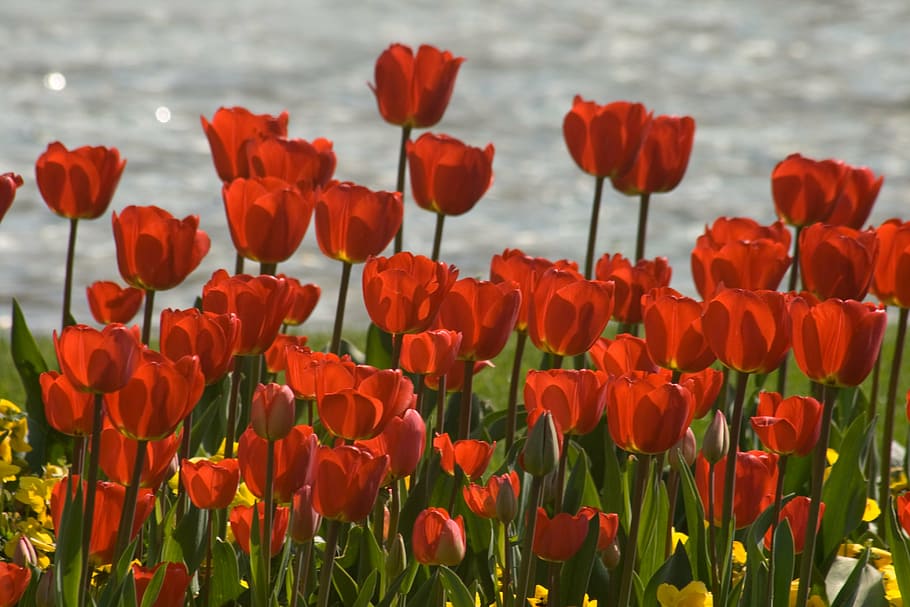 tulips, flower discounts, spring, flowering plant, beauty in nature HD wallpaper