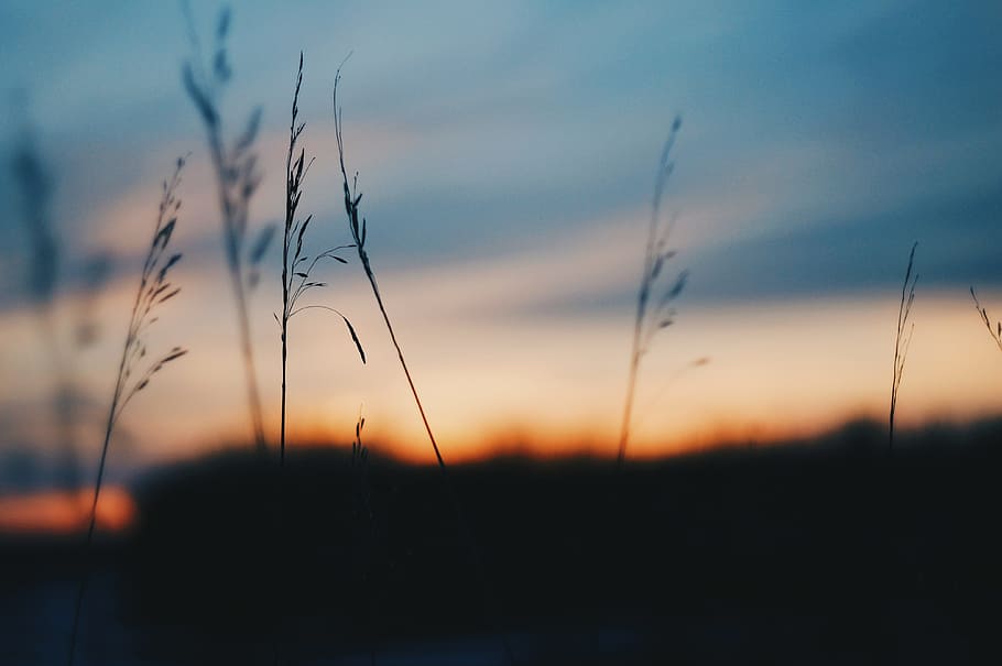 Sunset, Grass, Spring, nature, dusk, sky, outdoors, summer HD wallpaper