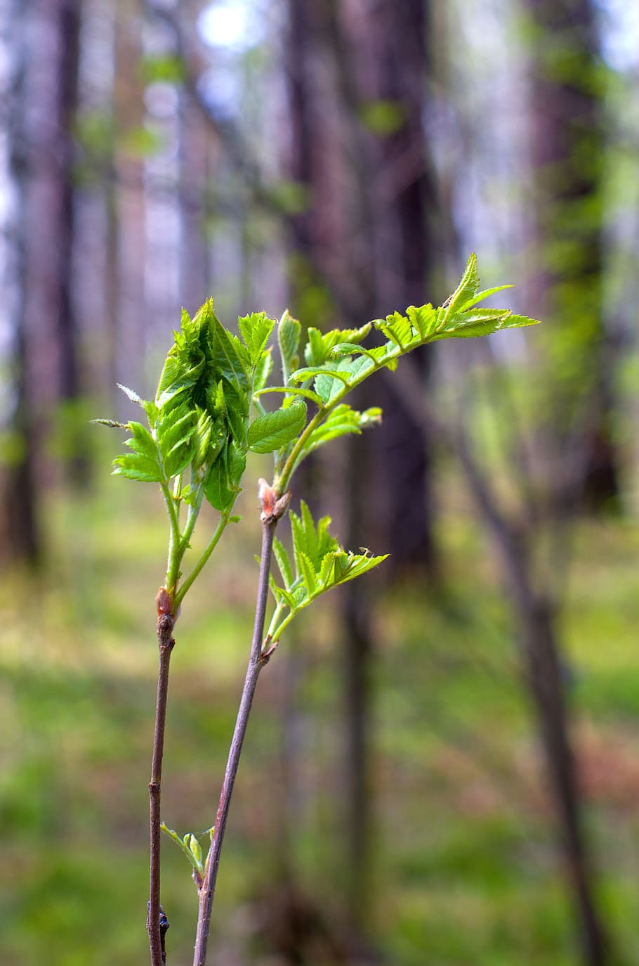 Spring, Forest, Nature, Closeup, Trees, in the forest, greens HD wallpaper