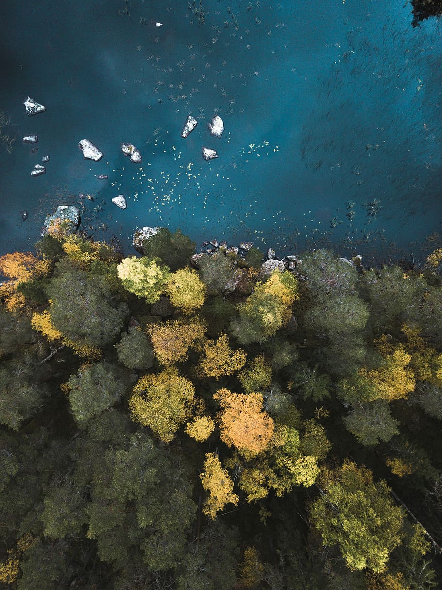 aerial photography of body of water near trees, aerial view of seashore and forest HD wallpaper