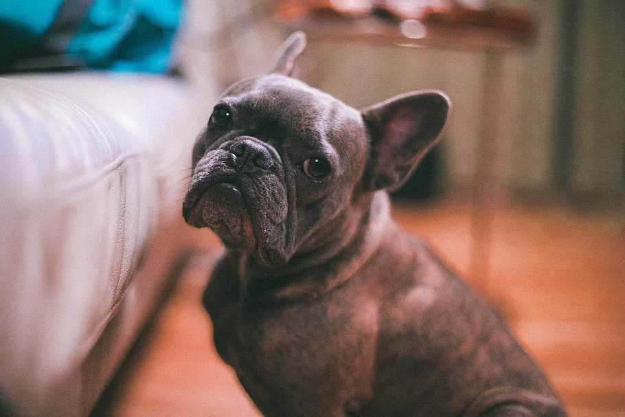 selective focus photography adult brown French bulldog, adult brindle French bulldog sitting next to sofa