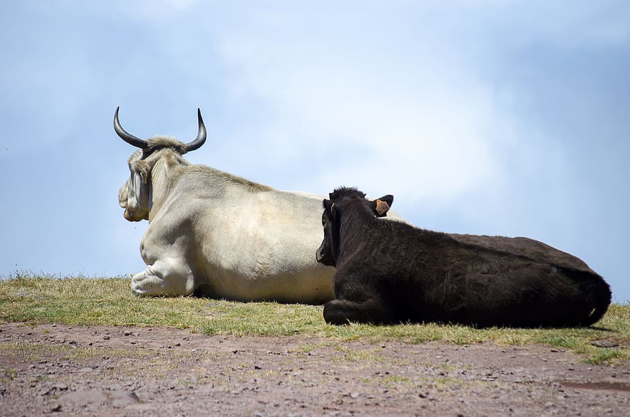 cows, animal, pasture land, landscape, calf, mountain cows, HD wallpaper