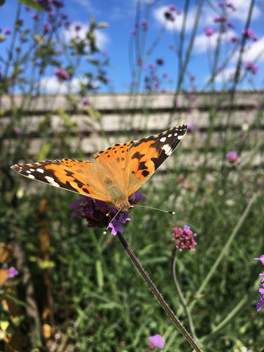 butterfly, big fox, butterflies, flower, flowering plant, beauty in nature HD wallpaper