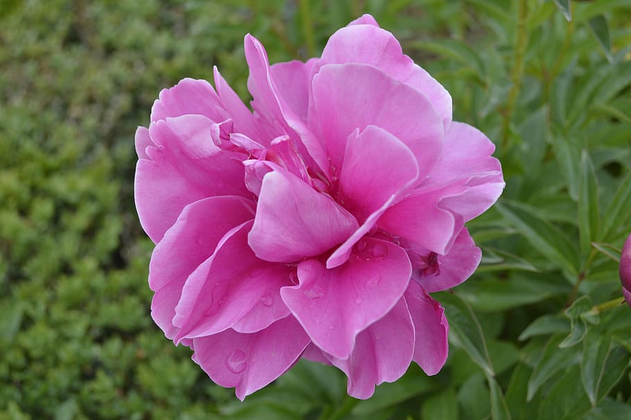 Peony, Rose, Garden, Tree, Nature, flowers, natural, gardening HD wallpaper