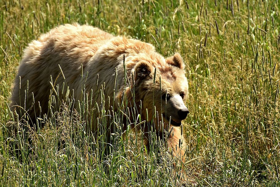 brown Bear on grass during daytime, european brown bear, bright coat, HD wallpaper