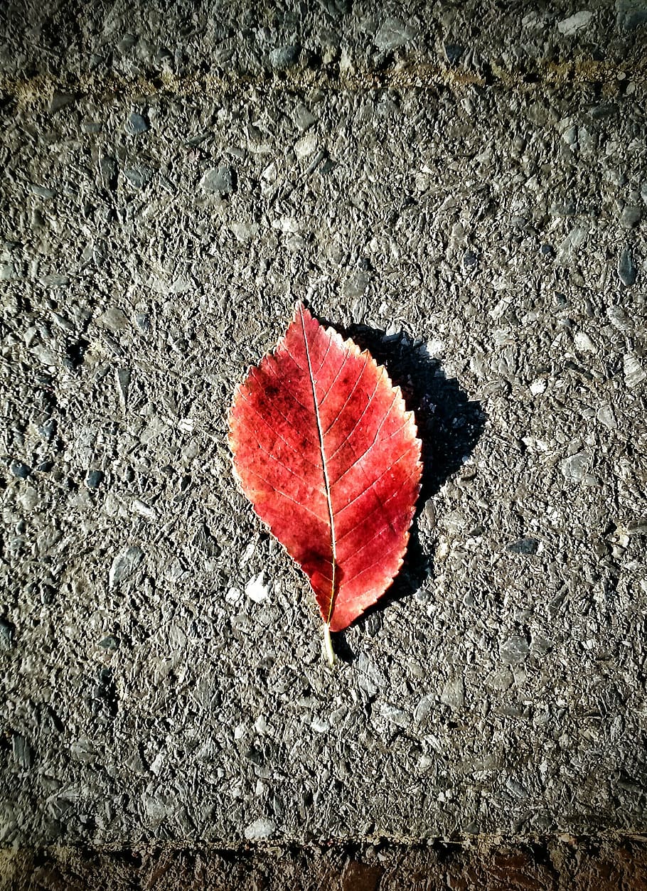 leaf, concrete, red, plant, nature, texture, cement, foliage HD wallpaper