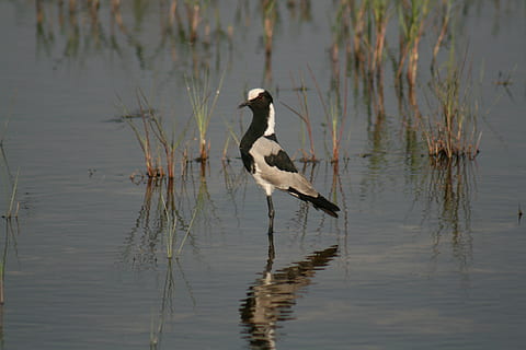 bird, waterfowl, plover, blacksmith, wildlife, nature, delta HD wallpaper