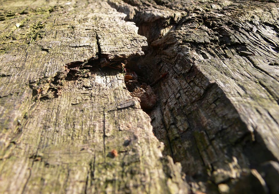 log, lying, oak, weathered, forest, nature, waldsterben, death HD wallpaper