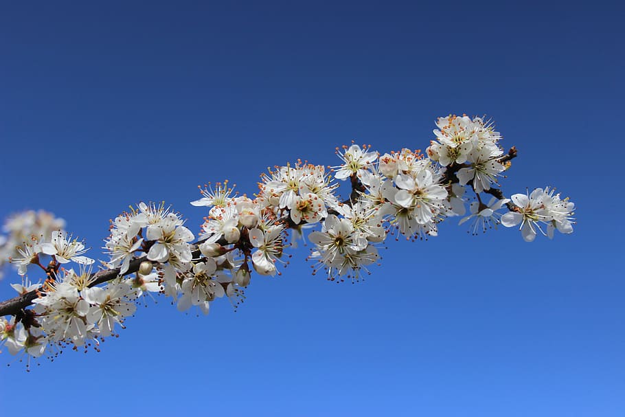 spring, flower, spring flowers, white, blue sky, plant, flowering plant HD wallpaper