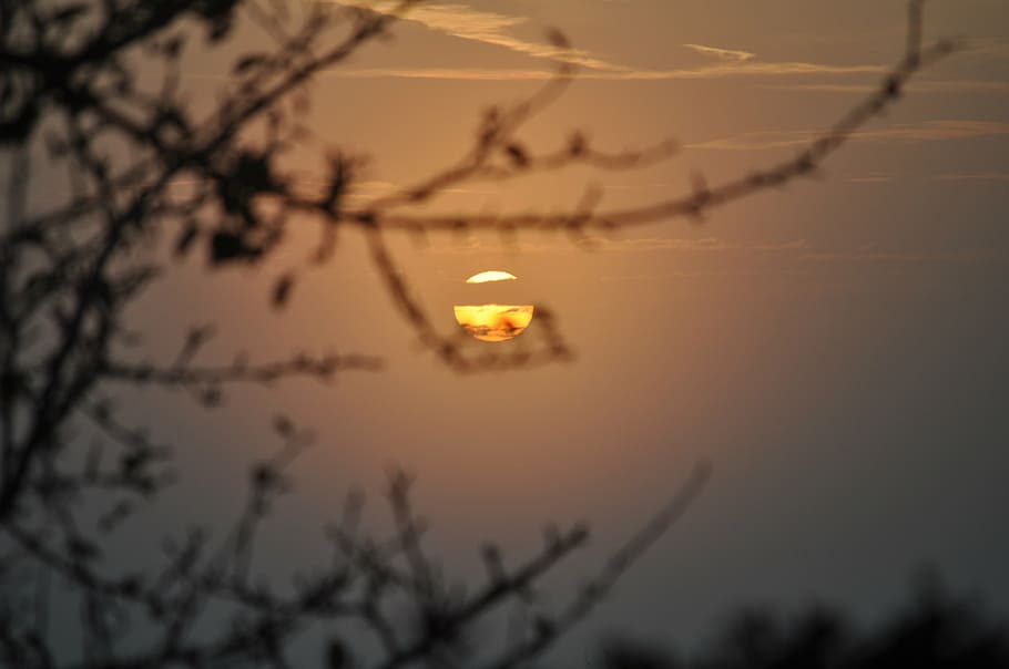 landscape, sun, mist, tree, plant, branch, sky, nature, silhouette HD wallpaper