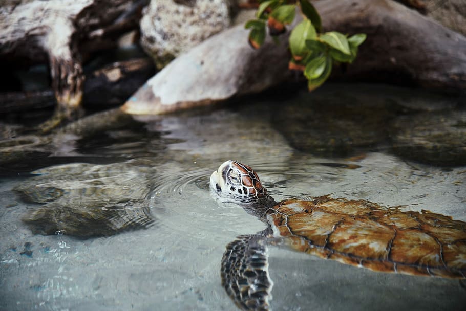 sea turtle in body of water, sea turtle swimming near rock, animal, HD wallpaper