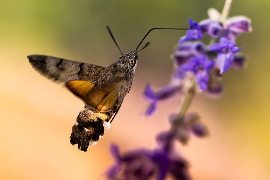 nature, flower, insect, wing, outdoor, flowering plant, animal themes HD wallpaper