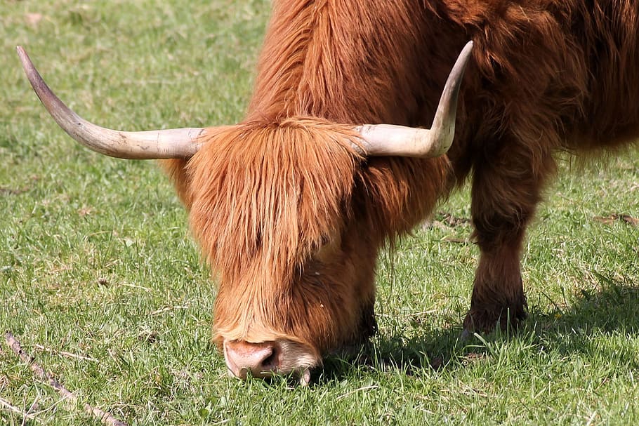 Cow, Beef, Horns, Pasture, Highland, highland beef, shaggy HD wallpaper