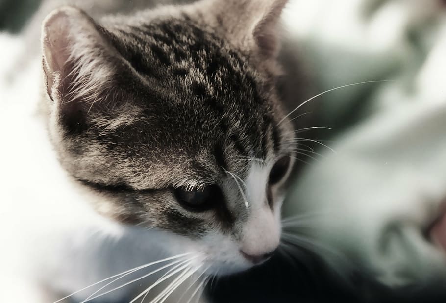 cat, portrait, head, close-up, feline, animal, pet, cute, domestic HD wallpaper