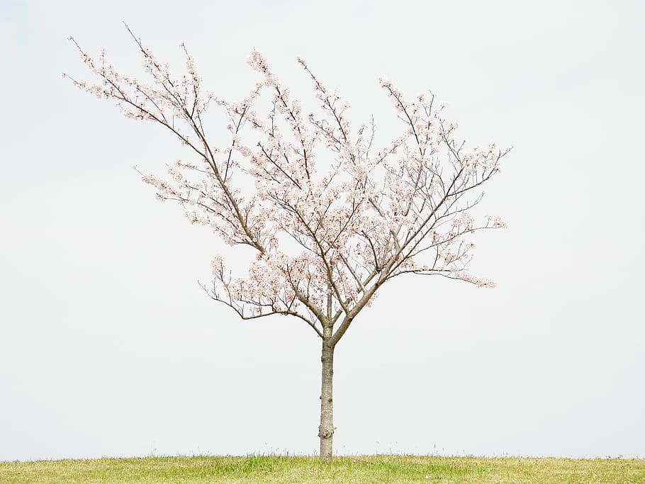 cherryblossom, white flowered tree, spring, spring in japan, sakura, HD wallpaper