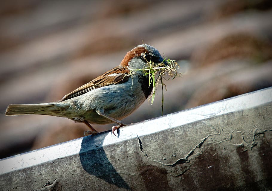 brown and gray bird, sparrow, a lone, beak, nature, domový HD wallpaper