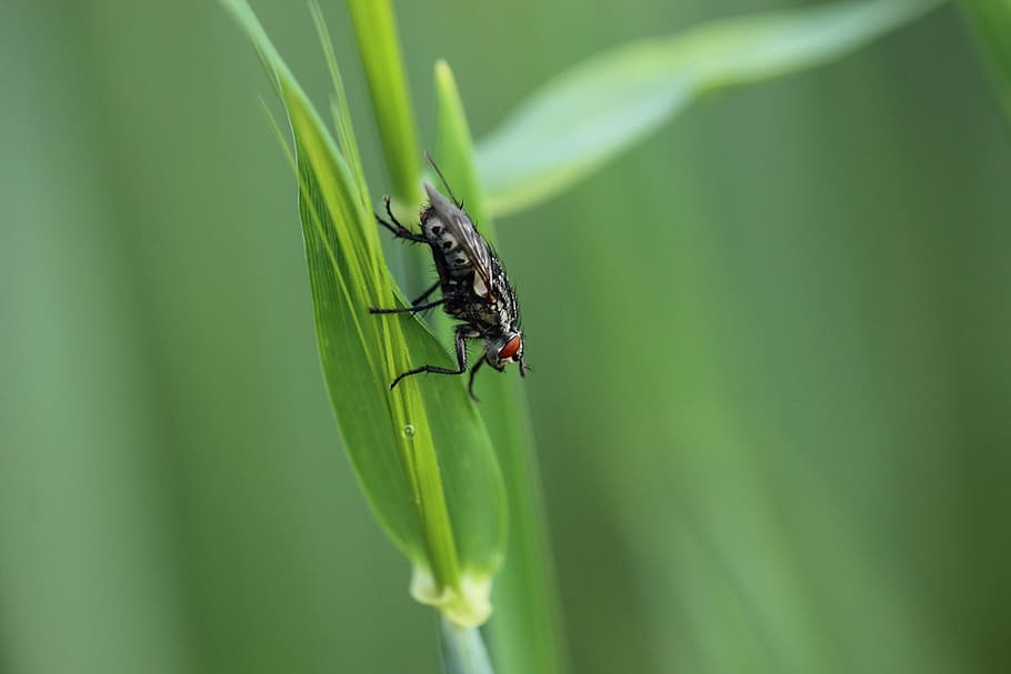 Fly, Meadow, Close, Spring, Insect, nature, animal, macro, close-up HD wallpaper