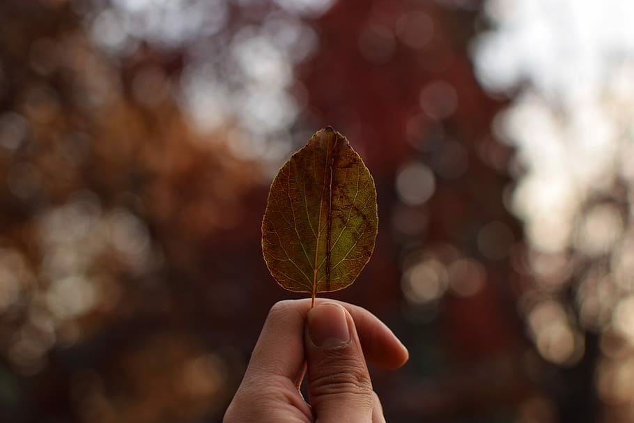 person holding brown leaf, leafe, bookeh, fall, human hand, one person HD wallpaper