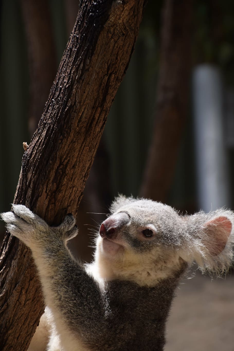 koala, climbing, australia, wild, wildlife, marsupial, one animal HD wallpaper