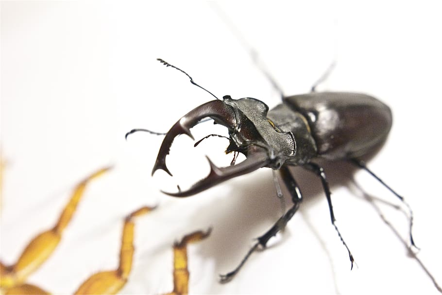 stag beetle, kite, insect, attack, invertebrate, animal, animal wildlife HD wallpaper