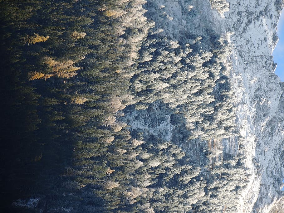aerial photography of trees, forest, woodland, mountain, snow HD wallpaper