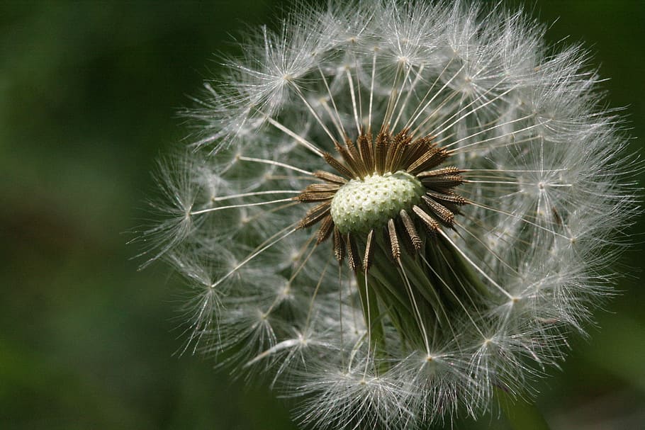 dandelion, fluff, seeds, flower, flowering plant, close-up HD wallpaper