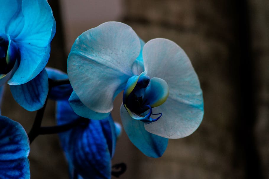 blue-and-white moth orchids in bloom close up photo, orquidea, HD wallpaper