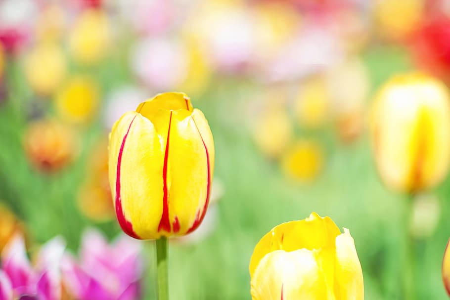 selective focus photography of yellow and red tulip flowers HD wallpaper