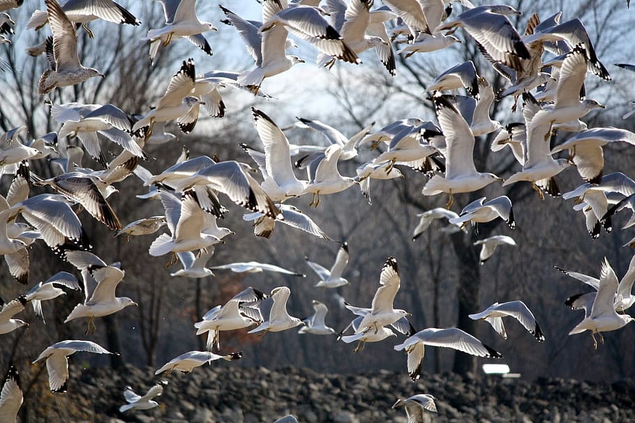 birds, gulls, seagull, fly, waterfowl, wing, nature, wildlife HD wallpaper