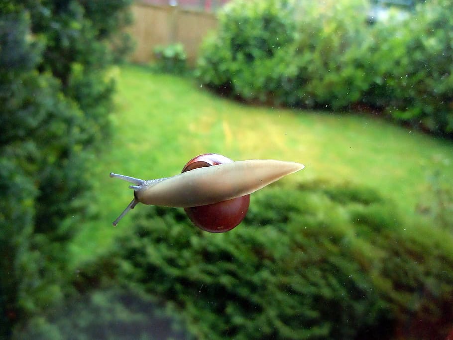 snail, close, nature, plant, day, animal wildlife, focus on foreground HD wallpaper