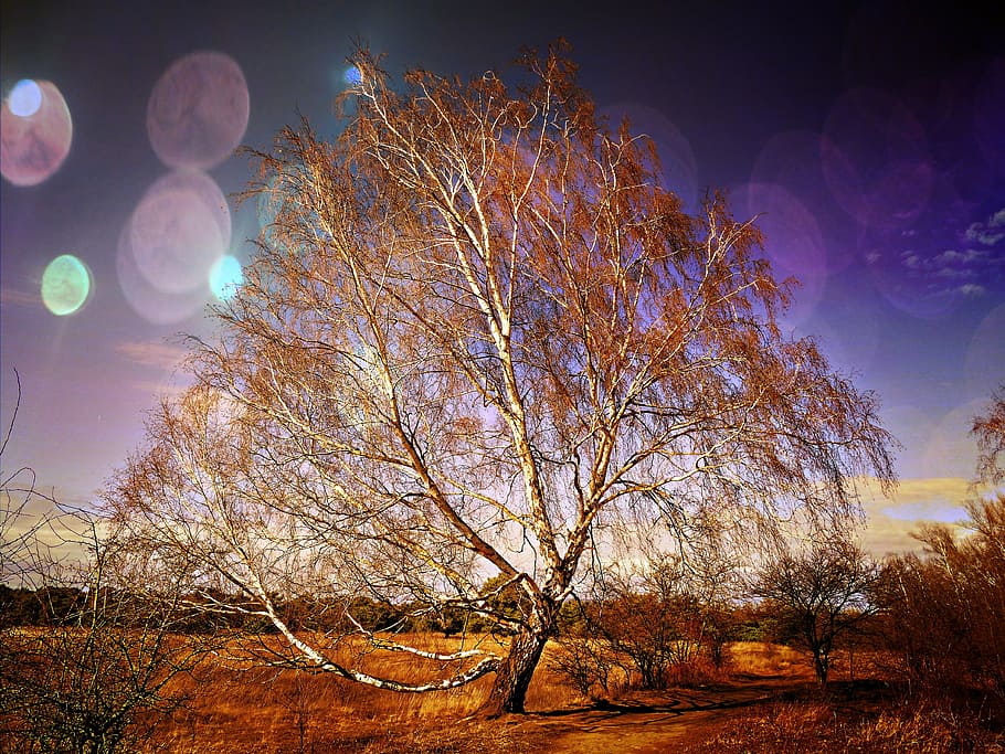Tree, Nature, Old, Landscape, old tree, scrawny tree, hdr, night HD wallpaper