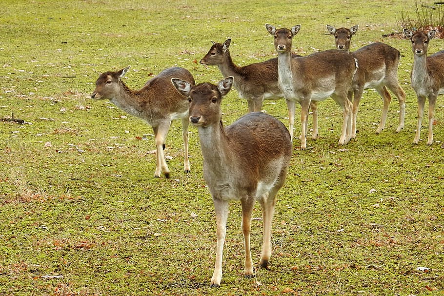 deer, forest, fallow deer, nature, wild, animals, mammals, elbaue HD wallpaper
