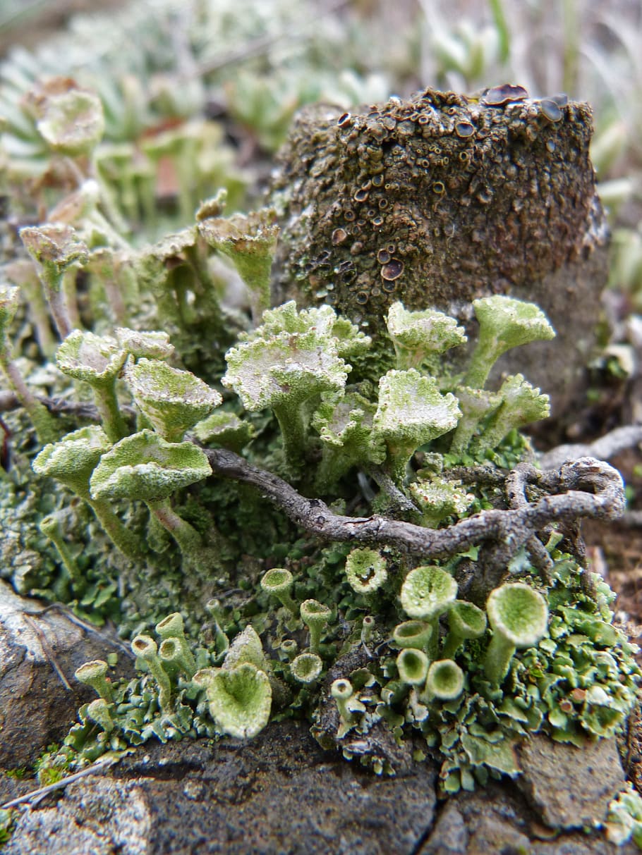 Lichen, Rock, Forest, Moss, nature, underwater, green color HD wallpaper