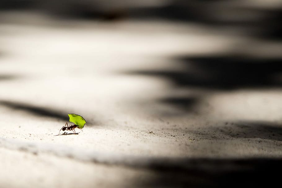 ant bite carrying leaf, carpenter ant holding green leaf, insect HD wallpaper