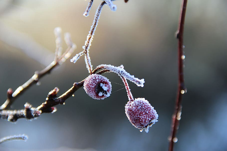 Winter, Macro, Fruit, Pink, Berry, nature, close-up, branch HD wallpaper
