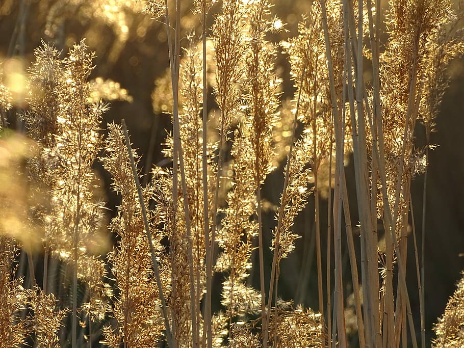 sunset, gold, evening, light, yellow, plant, tree, growth, tranquility HD wallpaper