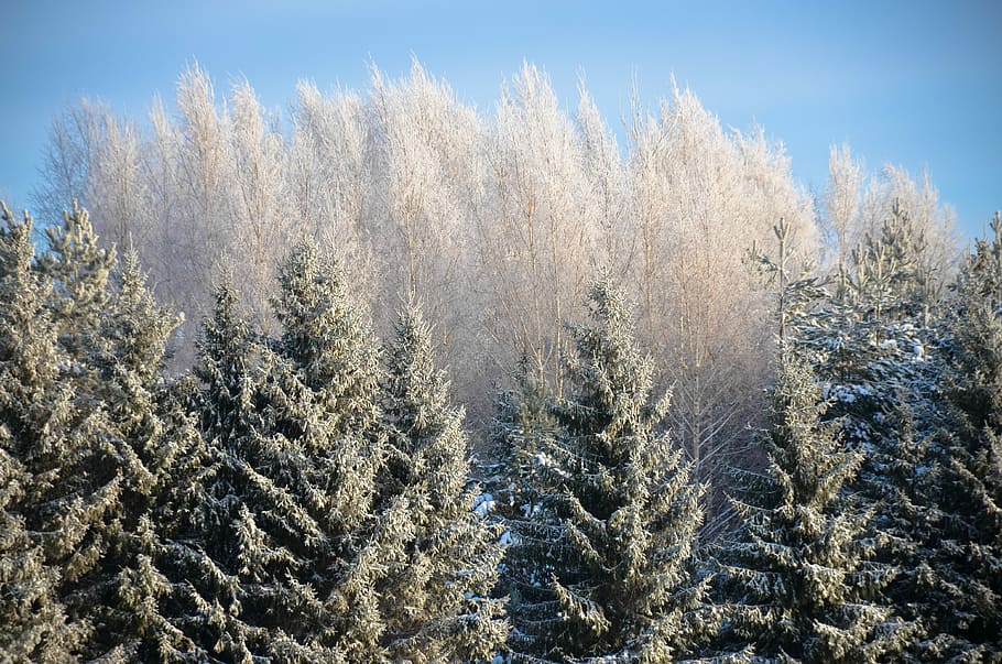 leann, snow, winter, coldly, season, frozen, nature, tree, wood HD wallpaper