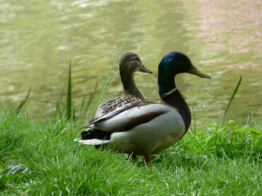 duck, ducks, lake, park, green, bird, birds, beak, nature, vertebrate HD wallpaper